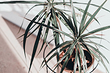 Dracaena: domácí péče, fotografie odrůd a řešení možných problémů