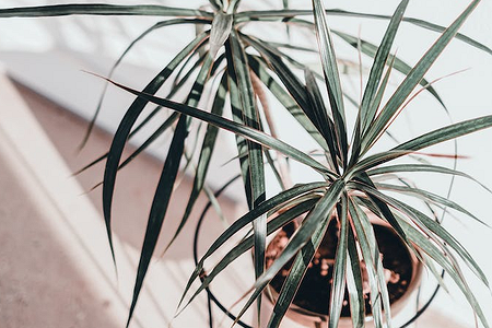 Драцена: уход в домашних условиях, фото сортов и решение возможных проблем