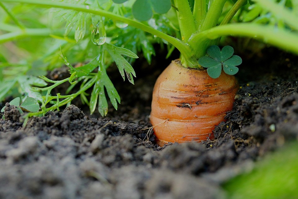 Что можно сажать после моркови на следующий год