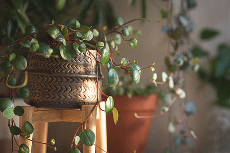 5 популярных ошибок в уходе за комнатными растениями осенью