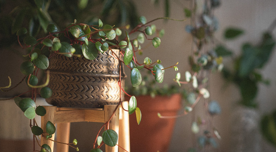 5 популярных ошибок в уходе за комнатными растениями осенью