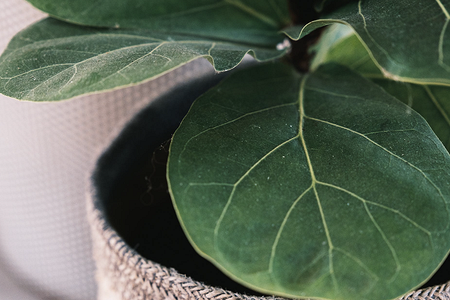 Уход за фикусом в домашних условиях: полив, размножение, лечение болезней