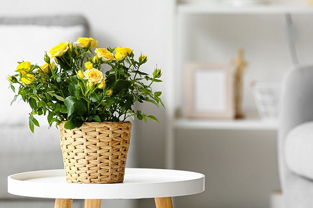 7 растений, которые нельзя ставить на подоконник рядом с батареей