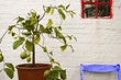 Лимон из косточки: как вырастить плодоносящее деревце дома?