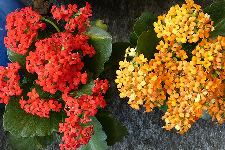 Каланхоэ: уход, как заставить цвести растение и другие важные правила