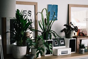 8 способов найти новый дом для комнатных растений