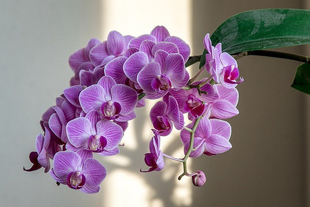 7 ярких растений, которые станут акцентами в интерьере