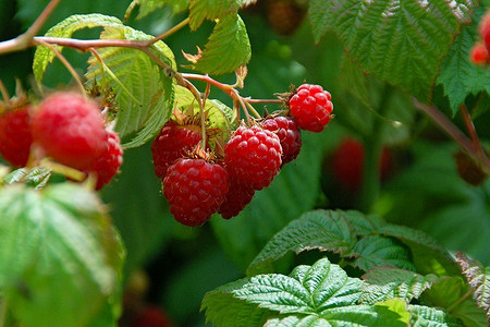 Подготовка малины к зиме: 3 важных этапа и особенности ухода