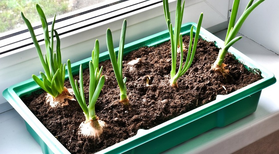 Выращиваем лук на подоконнике: 8 способов получить урожай, правила и советы по уходу
