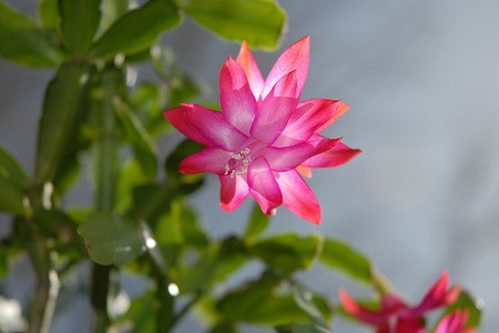 5 красивых растений, которые цветут на Новый год