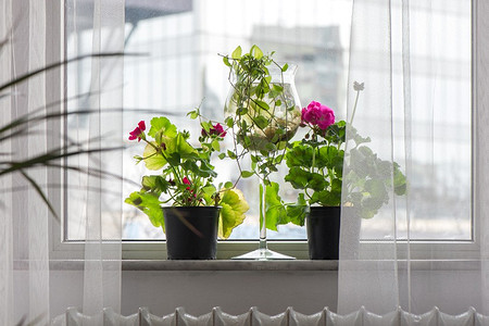 8 комнатных растений, которые отлично уживаются рядом с батареей