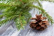 Как использовать хвою с елки в быту после Нового года: 6 способов