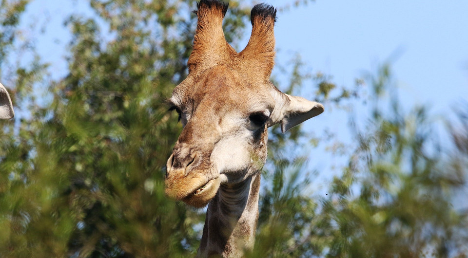 Бок о бок с жирафами: уникальное арендное жилье завирусилось в TikTok