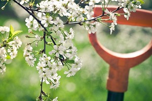 Шпаргалка для дачника: 8 важных дел в саду к началу весны