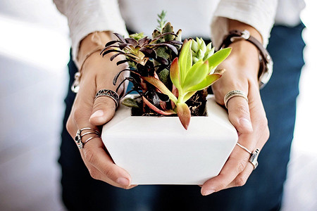 Когда сажать и пересаживать: лунный календарь-2022 для комнатных растений