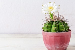 7 красивых разновидностей кактусов, которые не потребуют сложного ухода