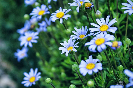 7 красивых цветов, которые будут цвести даже в бедном грунте