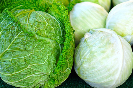 12 лучших сортов ранней белокочанной капусты