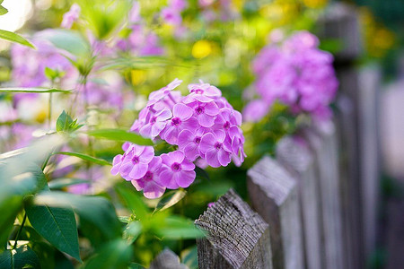 10 цветов для клумбы, которые можно высадить уже сейчас