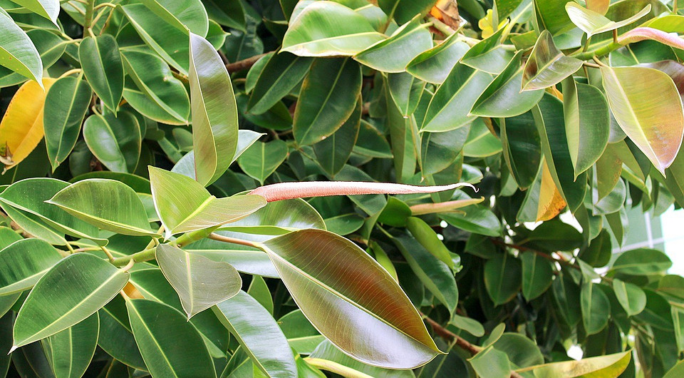 7 причин, почему у фикуса опадают листья (и что с этим делать)