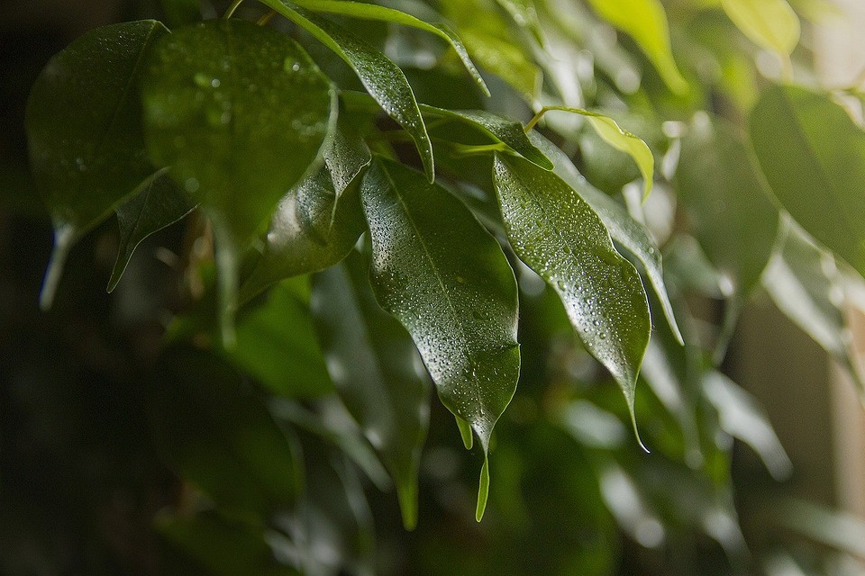 Почему листья фикуса бенджамина опадают зимой: причины и способы предотвращения