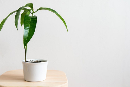 Как посадить манго: алгоритм действий и советы по уходу