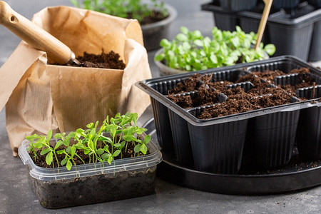 Когда пикировать томаты после всходов: точные сроки-2022 и советы по проведению пикировки