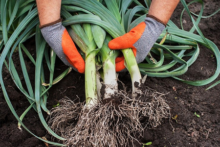 От посадки семян до уборки урожая: правила выращивания лука-порея на даче