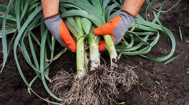 От посадки семян до уборки урожая: правила выращивания лука-порея на даче