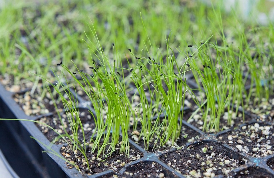 Выращивание лука-порея из семян: секреты, посадка и уход в Подмосковье. Домашняя рассада и посадка в «улитку»
