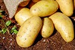 Секреты богатого урожая: 14 лучших удобрений для картофеля