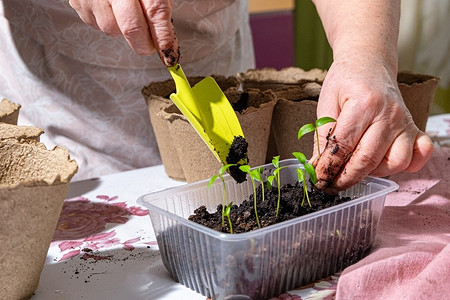 Как и когда пикировать перец в 2022 году: точные сроки и советы по проведению процедуры