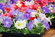 Подкормка петунии для пышного цветения: 8 лучших удобрений