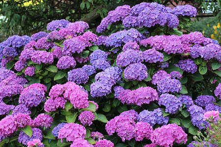 Обрезка гортензии: все правила и тонкости, которые нужно знать садоводу