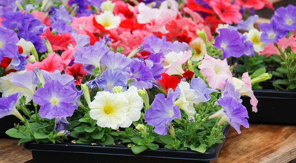 Как правильно подкармливать петунию для обильного и пышного цветения в кашпо советы по подкормке и поливу в домашних условиях