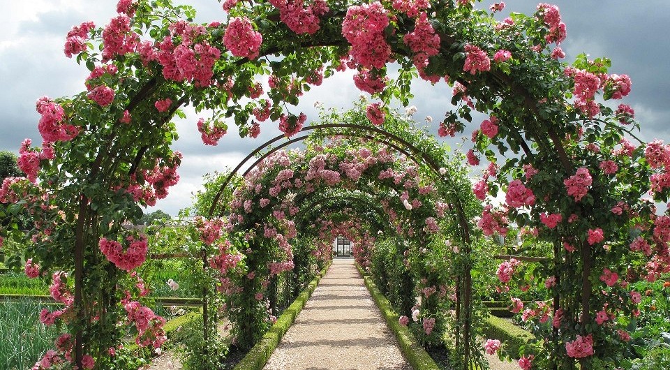 Розы в ландшафтном дизайне: 97 фото в саду
