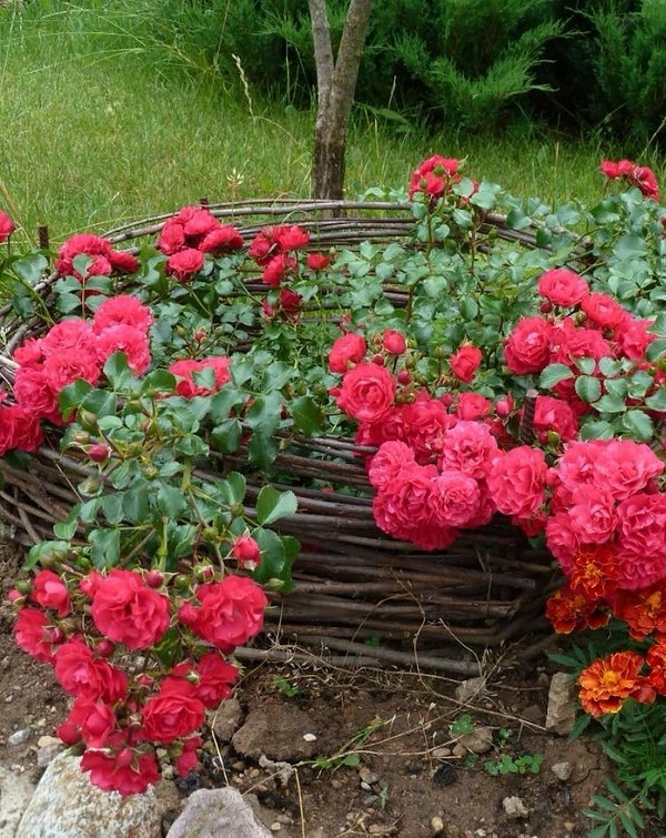 Лучшие сорта почвопокровных роз в дизайне сада: советы по уходу и фото