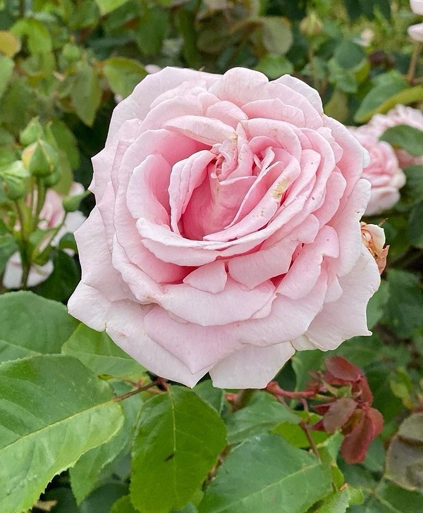 Яркие розовые розы - 20 лучших сортов с описанием и фото для ваших садов