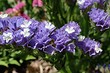 7 самых красивых сухоцветов для вашего сада