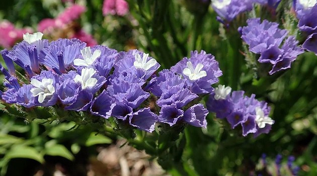 7 самых красивых сухоцветов для вашего сада