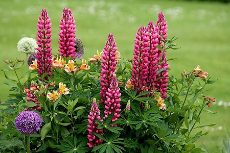 10 растений для сада, которые почти не нужно поливать