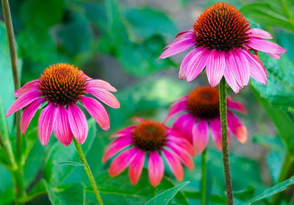 8 растений для цветника, не нуждающихся в поливе – идеальный выбор для садовников