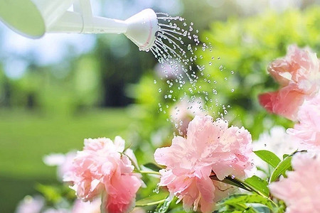 14 садовых дел, которые нужно сделать в июне