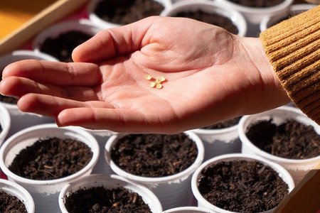 Дачнику на заметку: сколько всходят семена перца и как ускорить этот процесс