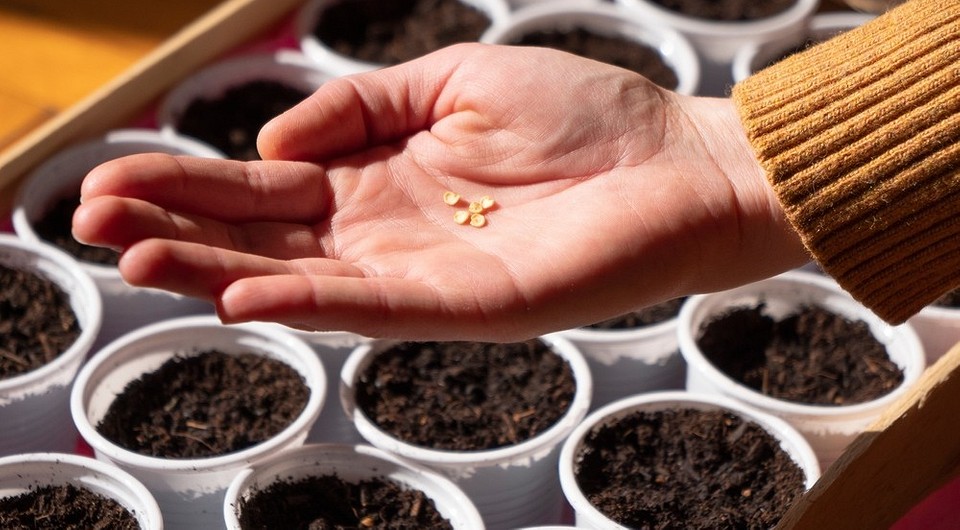 Как выбрать качественные семена