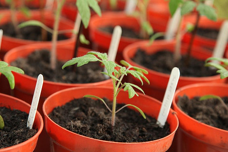 Чем подкормить рассаду помидоров: 12 эффективных покупных и народных средств