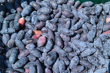 Посадка жимолости: все правила от выбора саженца до послепосадочного ухода