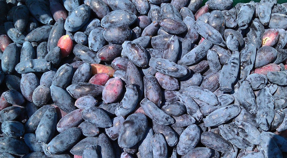 Посадка жимолости: все правила от выбора саженца до послепосадочного ухода