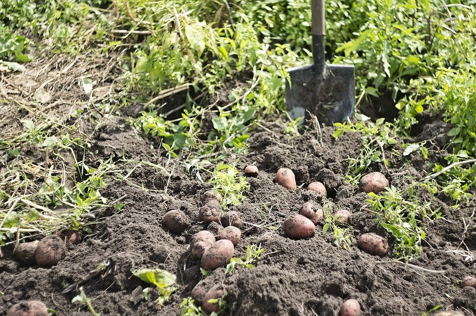 Что посадить после картофеля на следующий год: таблица севооборота