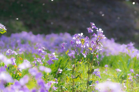 На зависть соседям: 7 редких растений для сада, которые вы не встретите у других